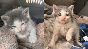 kitten