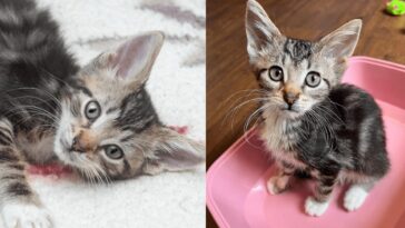 kitten