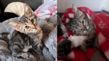 cute cat
