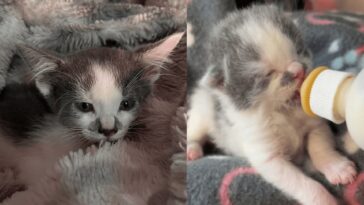 kitten
