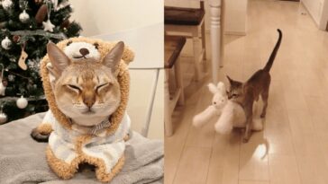 cat
