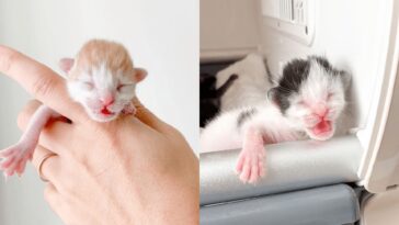 kitten