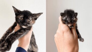 kitten