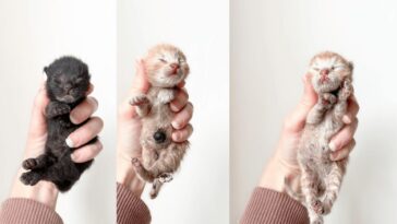 kitten