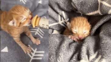 kitten
