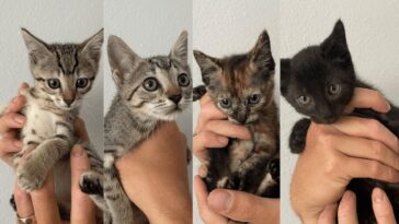 kitten