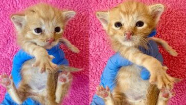 kitten