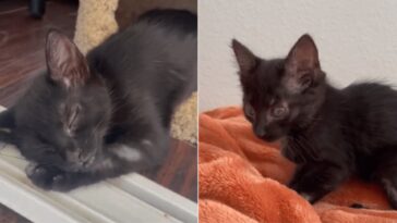 kitten