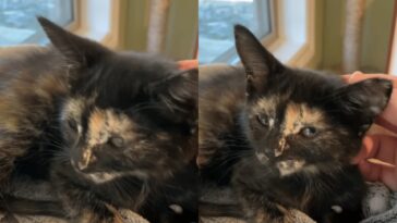 kitten