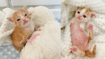 kitten