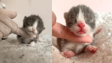 kitten