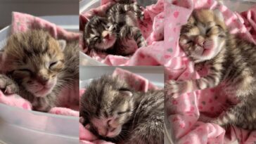 kitten