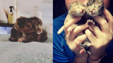 kitten
