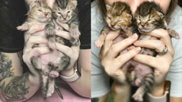 kitten
