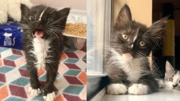 kitten