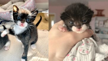 kitten