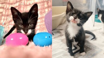 kitten