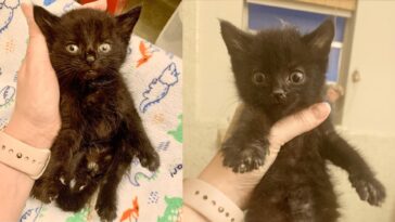 kitten