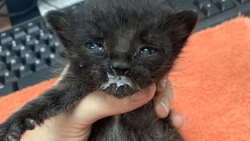 kitten