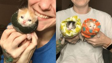 kitten