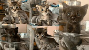 kitten