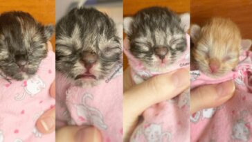 kitten