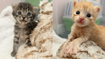 Kittens