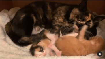 kitten