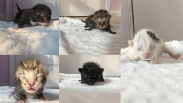 kitten