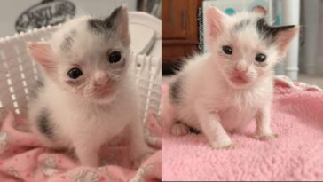 kitten