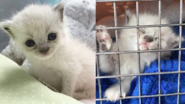 kitten