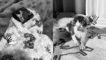 kittens