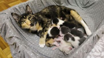 kittens