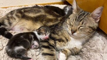 kittens