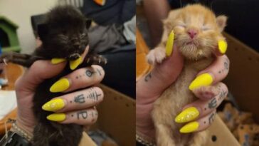 kitten