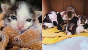 kitten