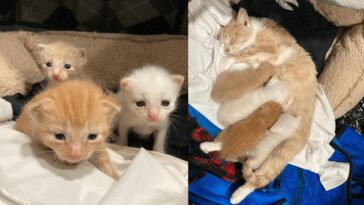 kitten