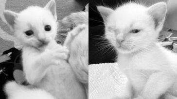 kitten