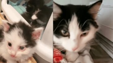 kitten