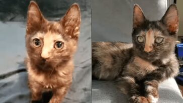 kitten