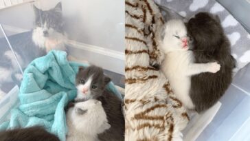 kitten