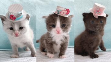 kitten