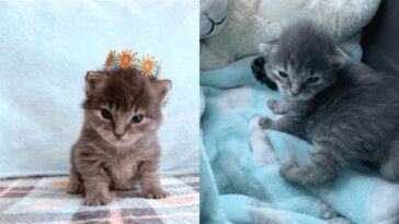 kitten