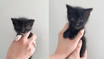 kitten