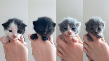 kitten