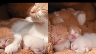 kitten