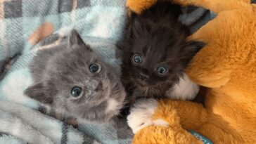 kitten
