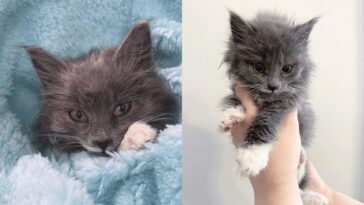 kitten
