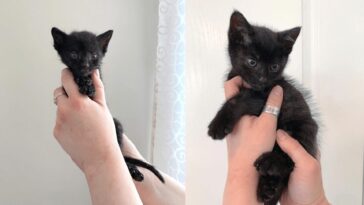kitten