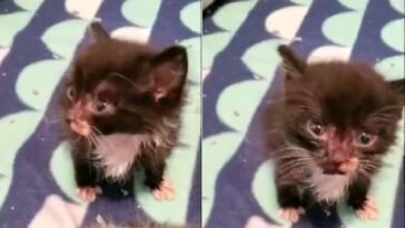 kitten